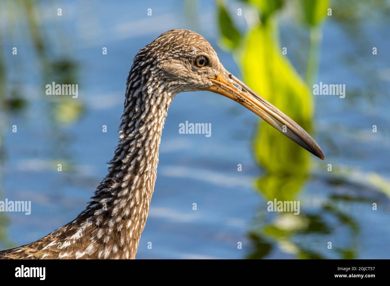 USA, Florida, Orlando Wetlands Park. Limpkin-Vogel aus der Nähe. Kredit als: Cathy & Gordon Illg / Jaynes Gallery / DanitaDelimont.com Stockfoto