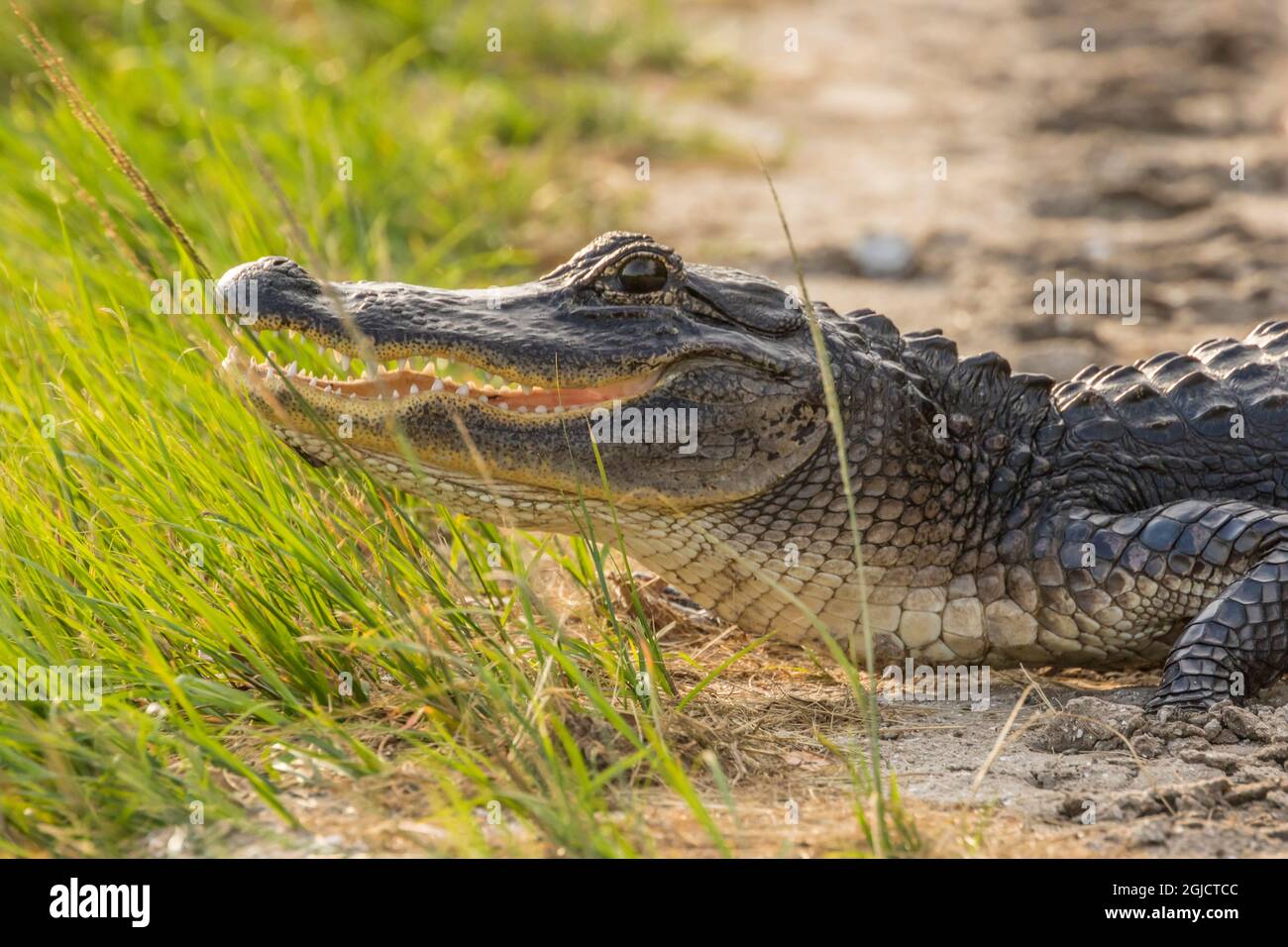 USA, Florida, Orlando Wetlands Park. Alligator sonnen sich. Kredit als: Cathy & Gordon Illg / Jaynes Gallery / DanitaDelimont. com Stockfoto