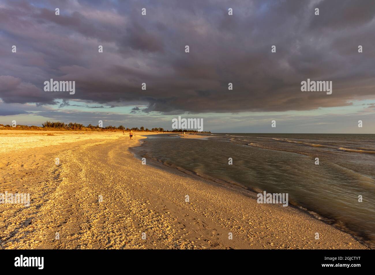 Muscheln streut den Sand am Bowman's Beach auf Sanibel Island, Florida, USA. Stockfoto