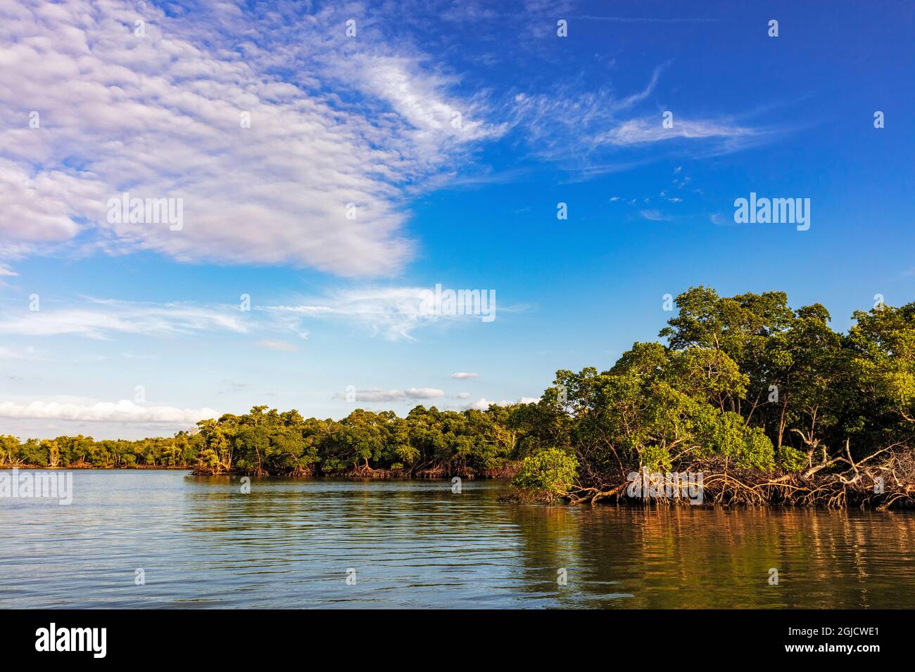 Mangrove Island im TEN Thousand Islands National Wildlife Refuge im Everglades National Park, Florida, USA Stockfoto