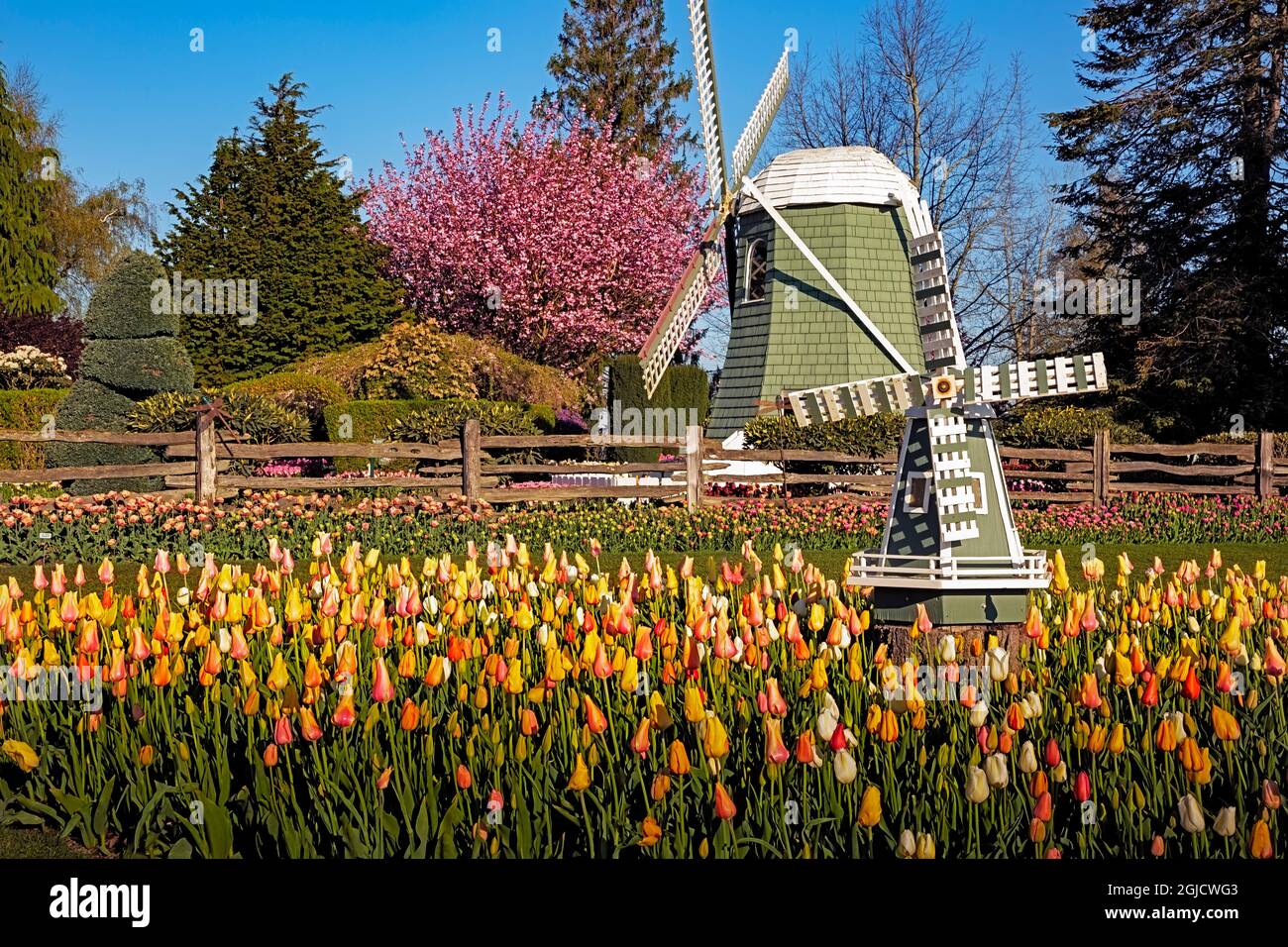 WA19606-00...WASHINGTON - Tulpen blühen um die Windmühlen in den RoozenGaarde Demonstrationsgärten während des Skagit Valley Tulip Festivals. Stockfoto