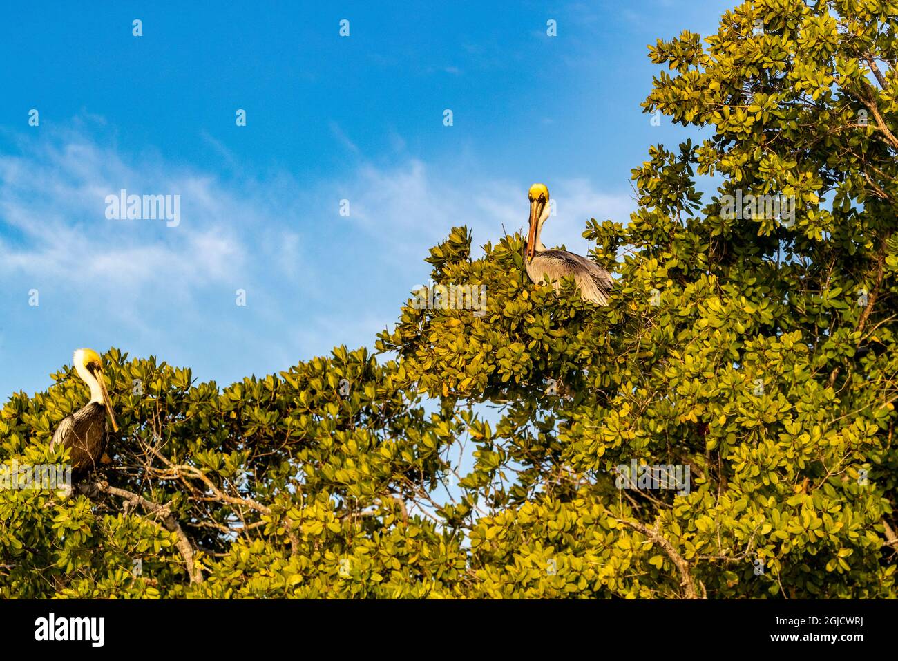 Braune Pelikane im Tenthousand Islands National Wildlife Refuge im Everglades National Park, Florida, USA Stockfoto