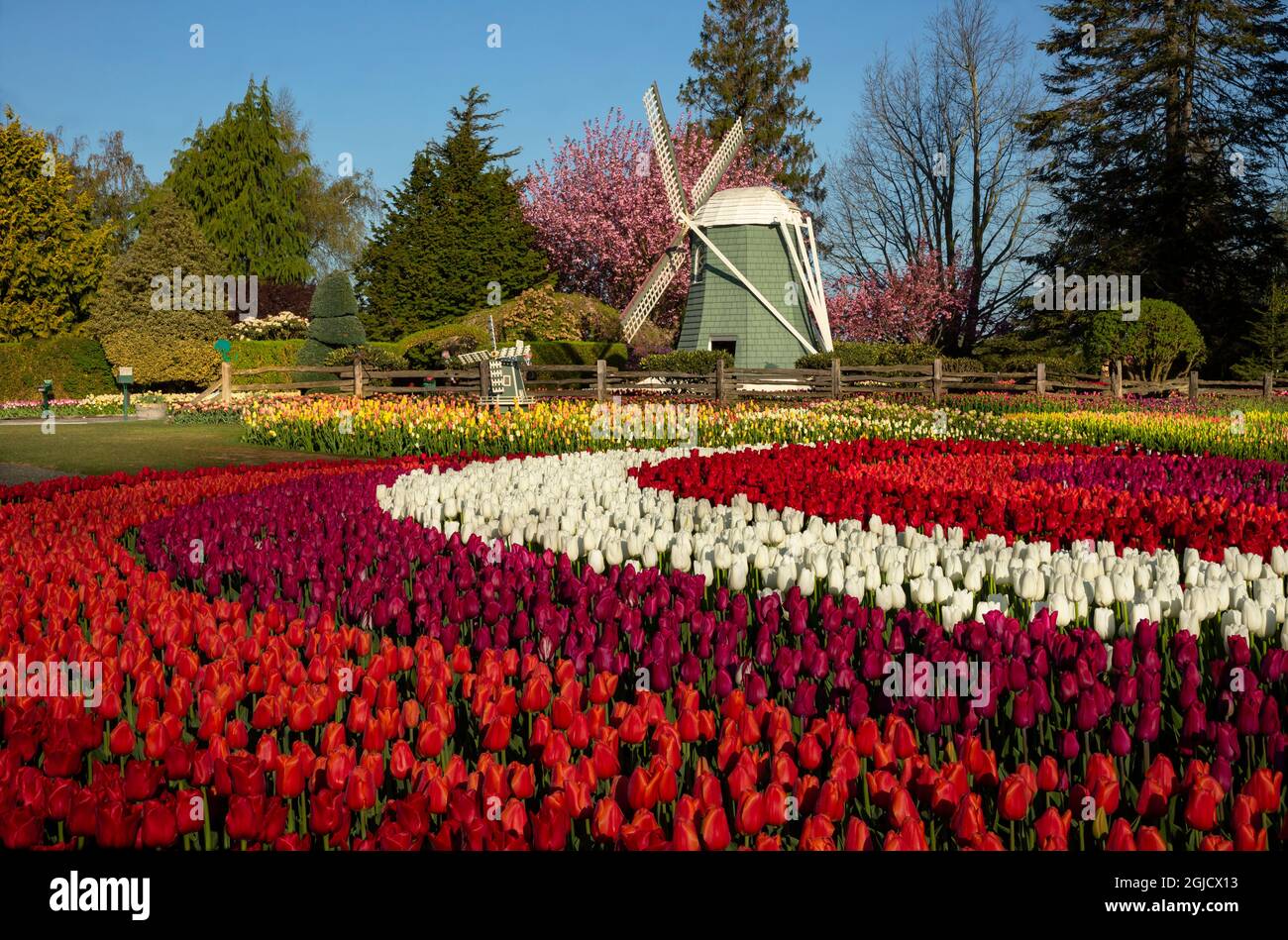 WA19607-00...WASHINGTON - Tulpen blühen um die Windmühlen in den RoozenGaarde Demonstrationsgärten während des Skagit Valley Tulip Festivals. Stockfoto