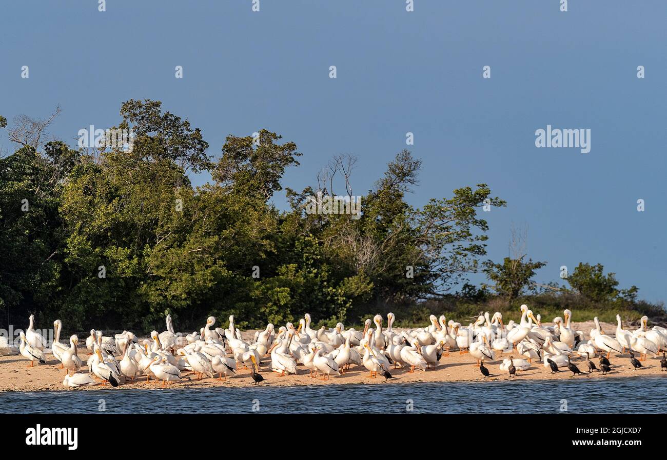 Weiße Pelikane im Tenthousand Islands National Wildlife Refuge im Everglades National Park, Florida, USA Stockfoto