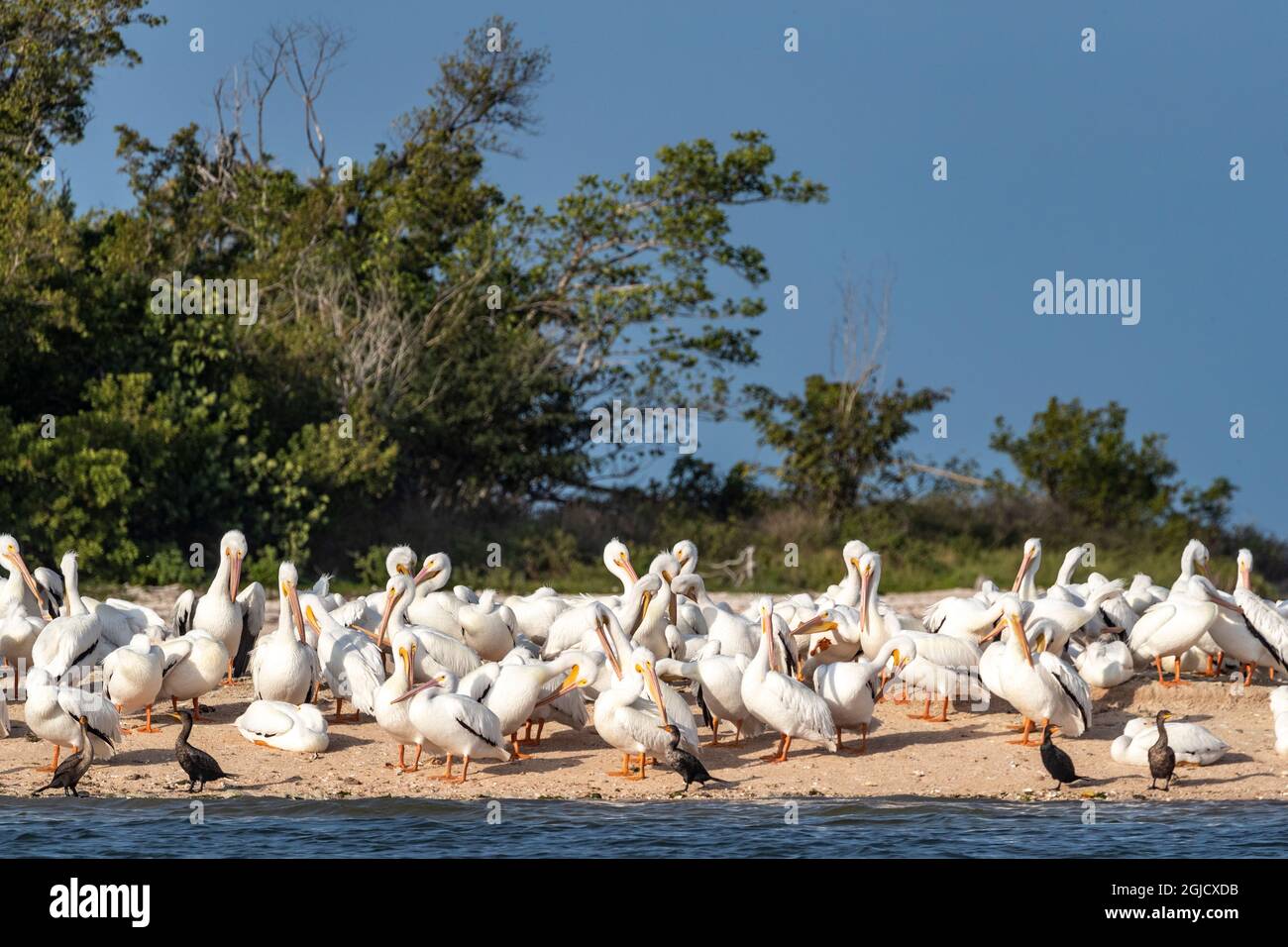 Weiße Pelikane im Tenthousand Islands National Wildlife Refuge im Everglades National Park, Florida, USA Stockfoto