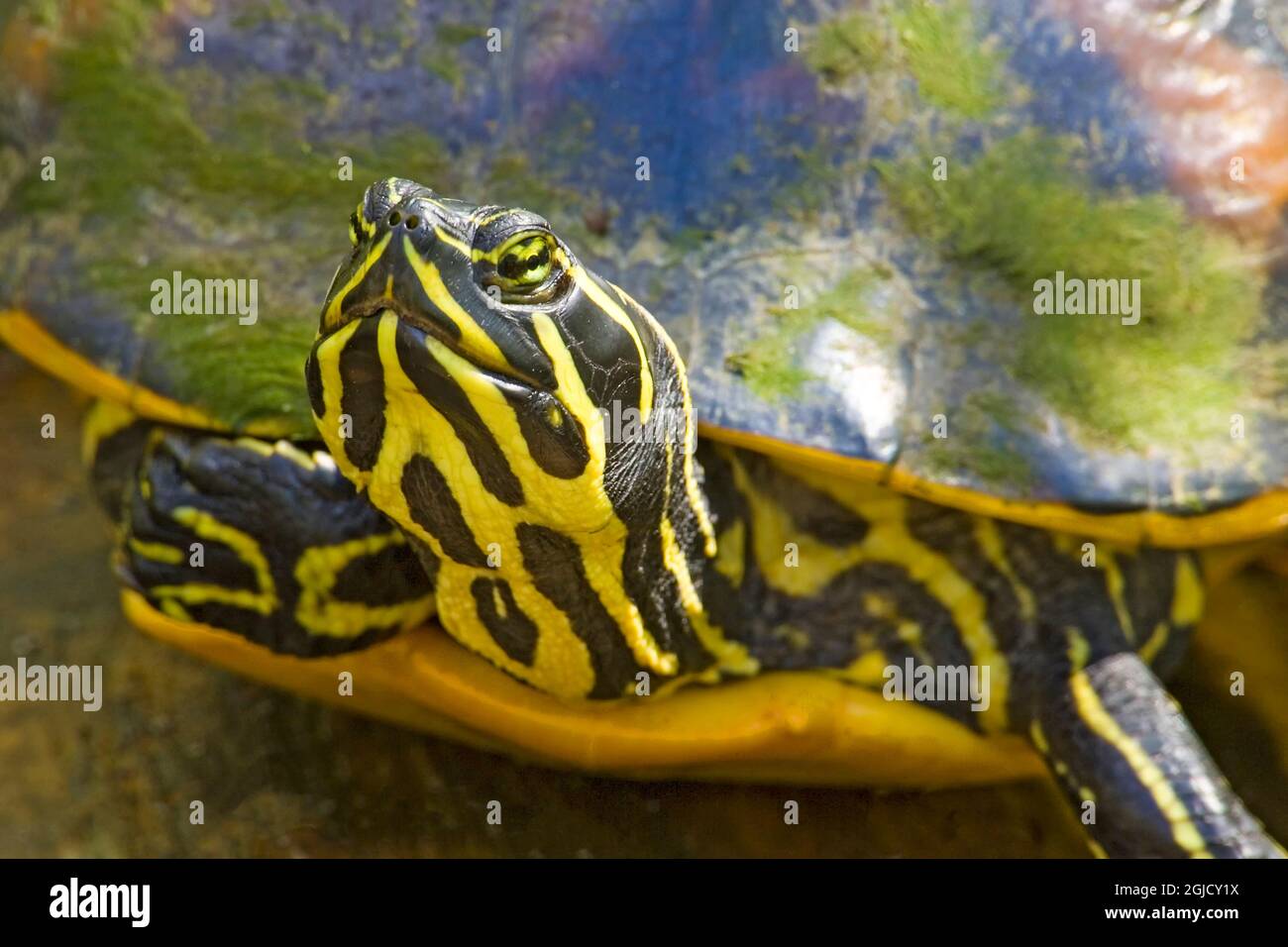 Korkenzieher-Sumpfschutzgebiet, Florida, USA. Florida Rotbauchschildkröte. Andere Namen sind Florida Red-bellied Cooter, Florida Redbelly Turtle, Red-bellied Stockfoto