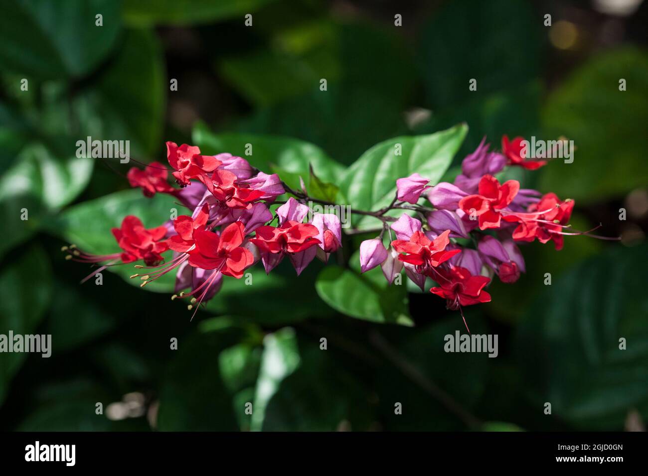 Bunte Blumen erhöhen die Attraktivität von Landschaftssträuchern. Stockfoto