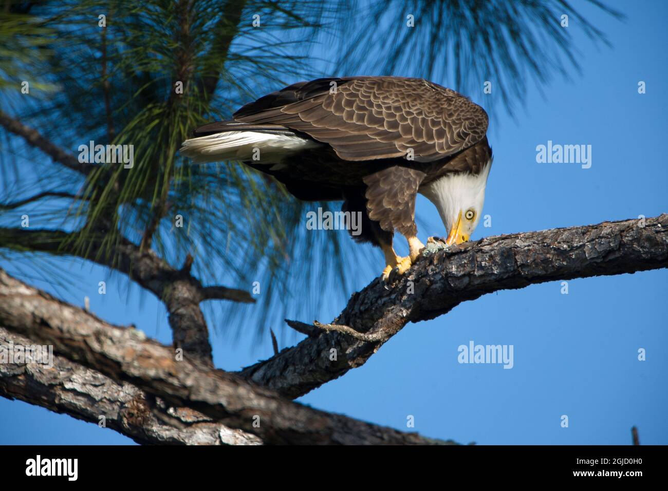 Ein Weißkopfseeadler hält sich in einer Kiefer fest, um Teile eines Nagetieres zu beenden, das er gefangen hat, Florida Stockfoto