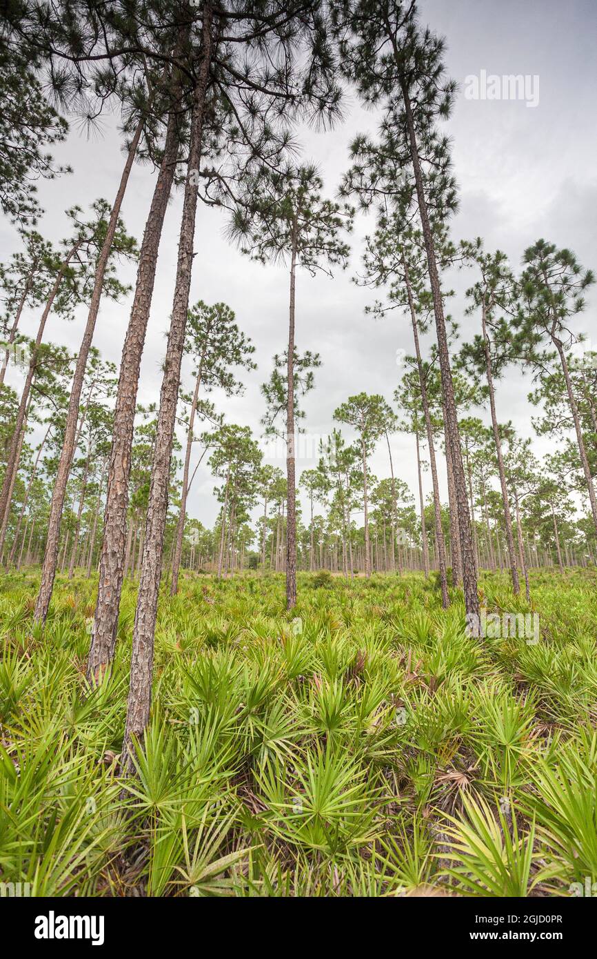 South Florida Wald Lebensraum von Schrägkiefer und Palmetto. Stockfoto