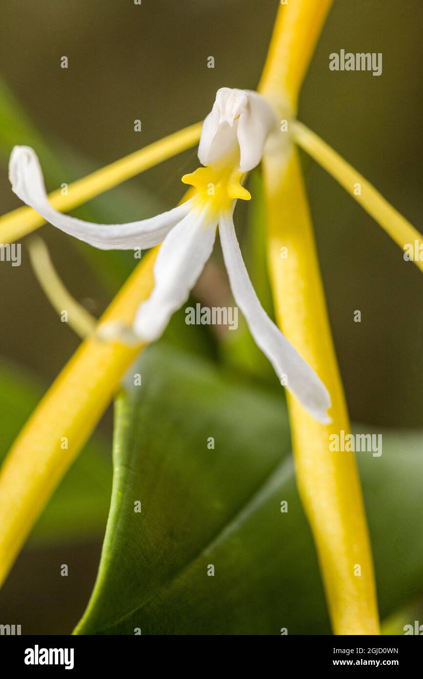 Die nächtliche Orchidee ist ein Epiphyt. Endemisch, Florida. Sümpfe. Stockfoto