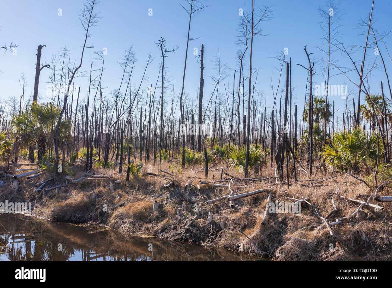 Tote Pinien wurden getötet, weil ein Waldbrand aufgrund der flammenden Unterstrichen von Kohlpalmen zu heiß war. Stockfoto