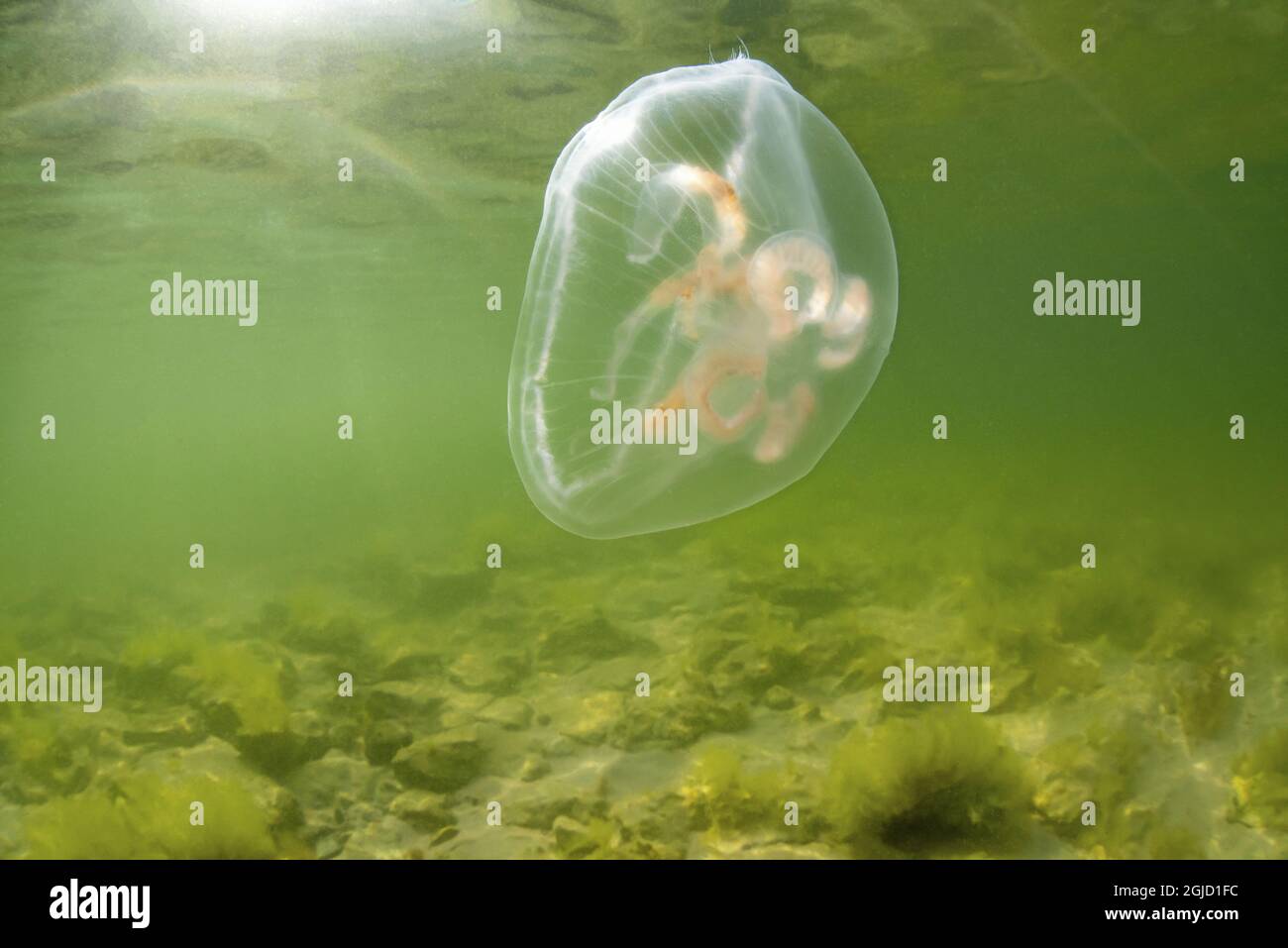 Gewöhnliche Quallen alt Moon Quallen (Aurelia aurita). Foto: Magnus Martinsson / TT / 2734 Stockfoto