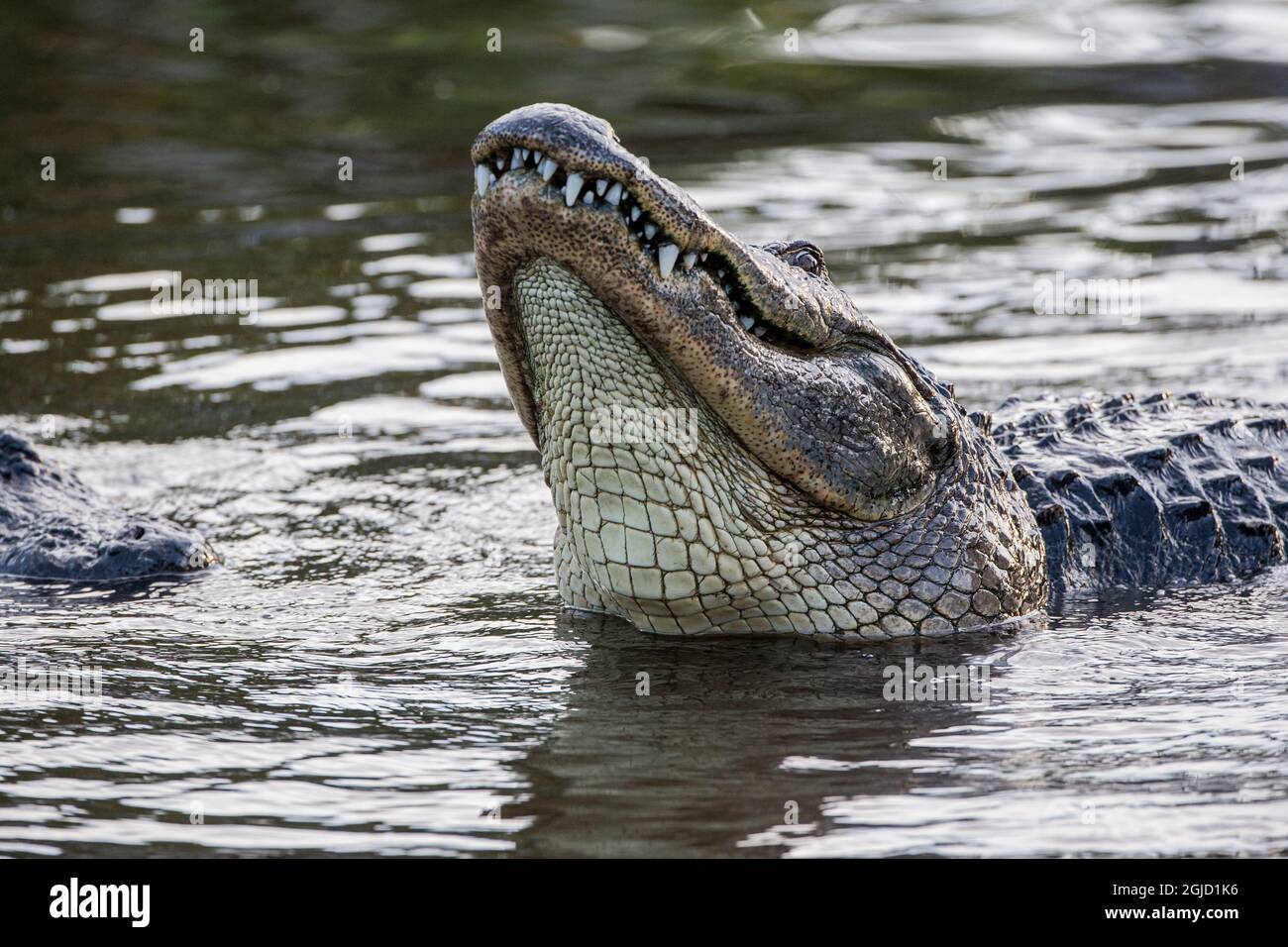 Alligatoren zeigen während der Brutzeit ein seltsames Verhalten. Stockfoto