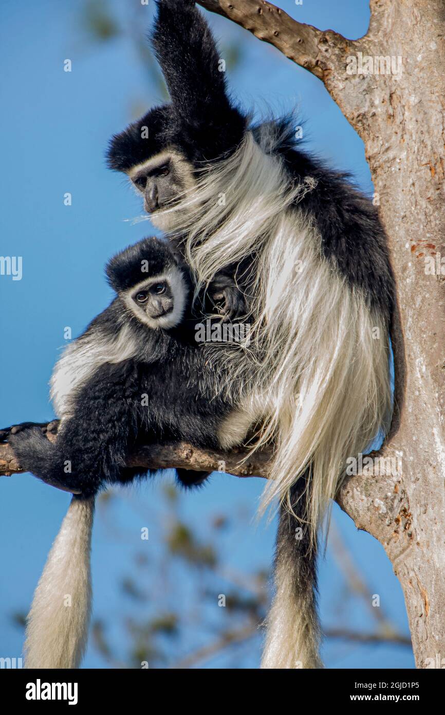 Weibliche Kolobusaffen, die in Westafrika beheimatet sind, haben ein starkes mütterliches Verhalten. Stockfoto