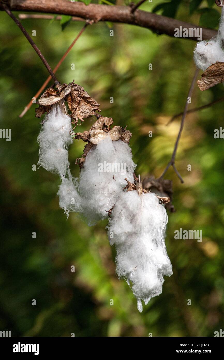 USA. Molls aus wilder Baumwolle. Stockfoto