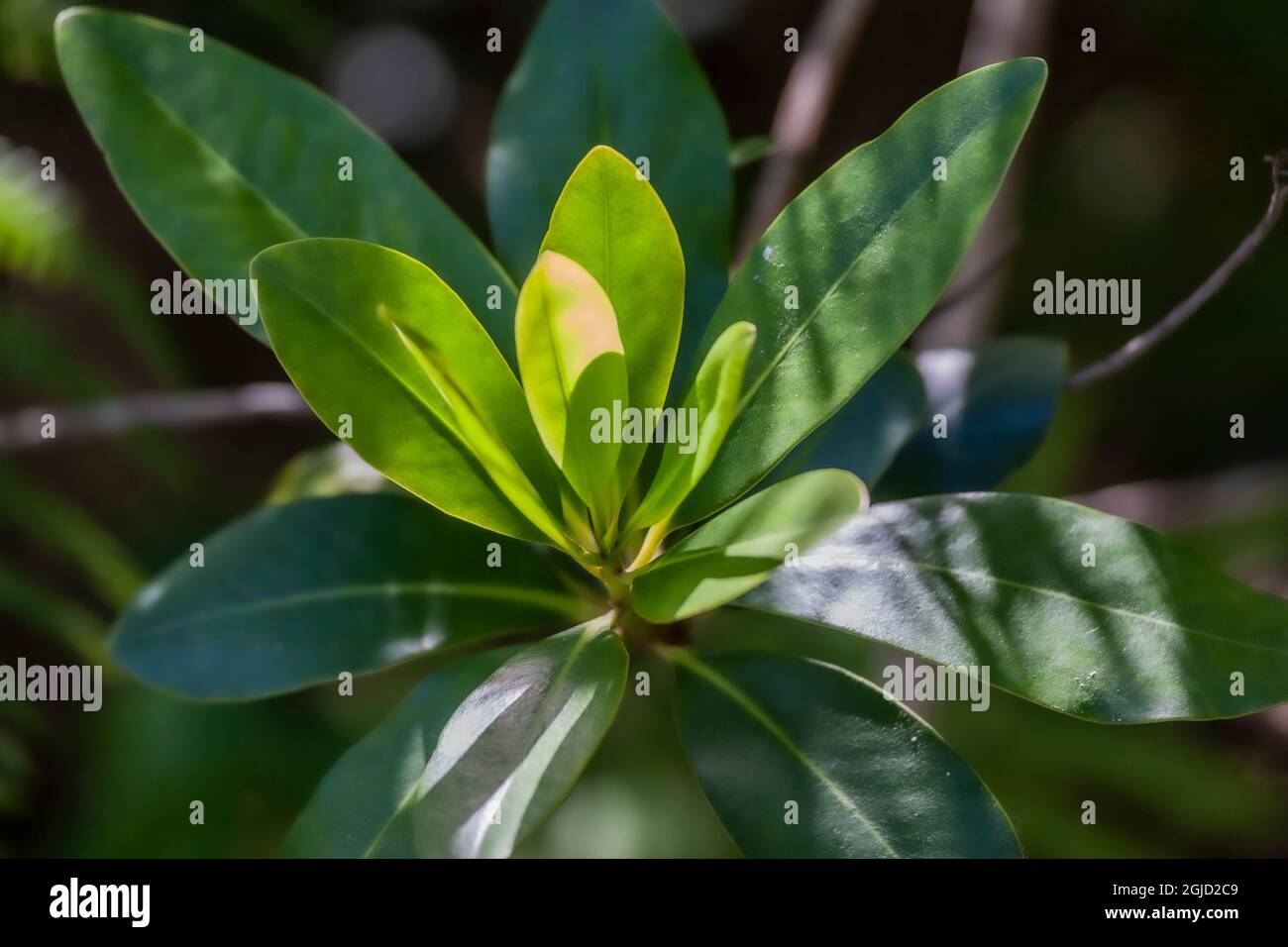 Myrsine guianensis Fotos und Bildmaterial in hoher Auflösung Alamy