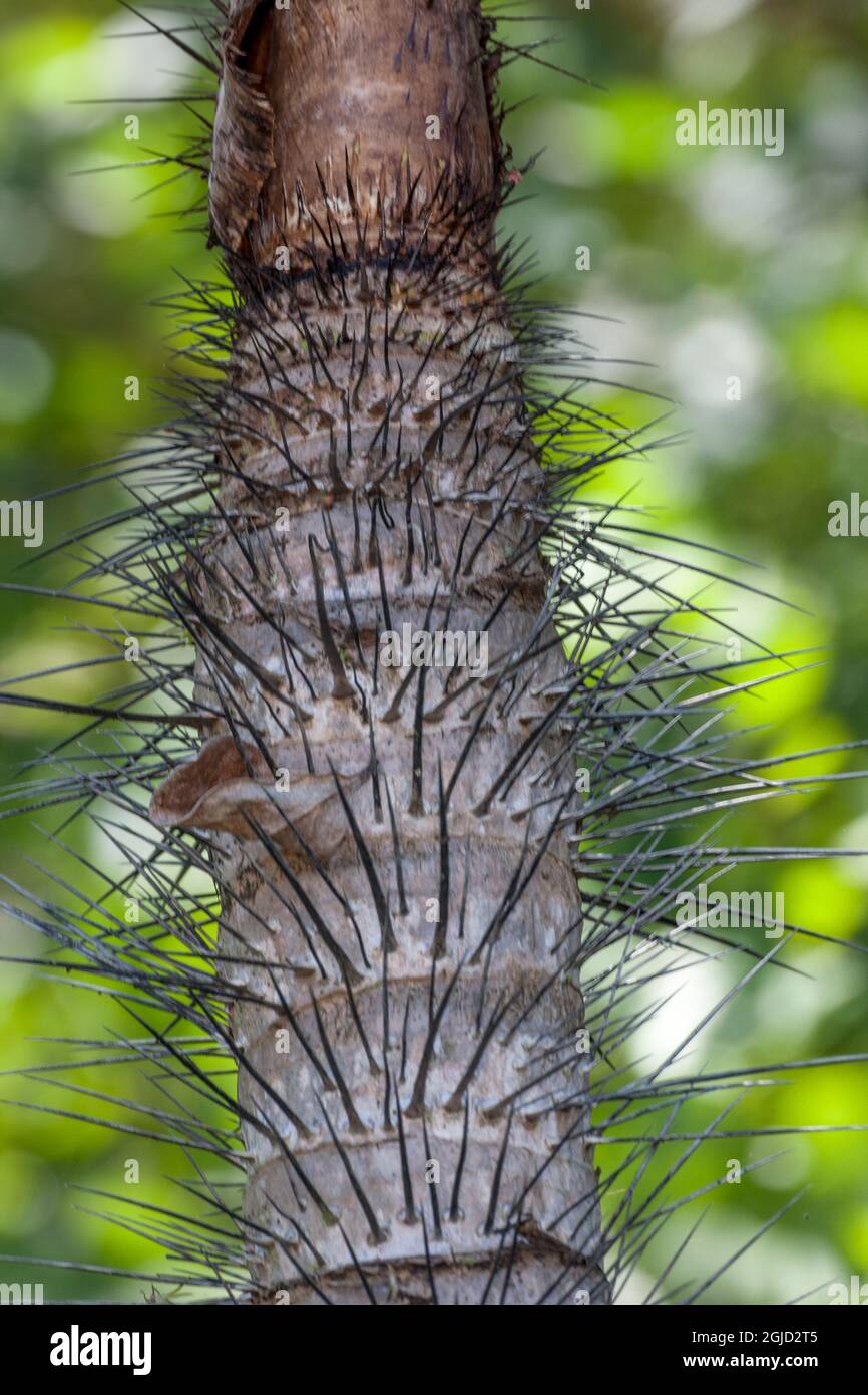 Stacheln auf palme -Fotos und -Bildmaterial in hoher Auflsung  Alamy