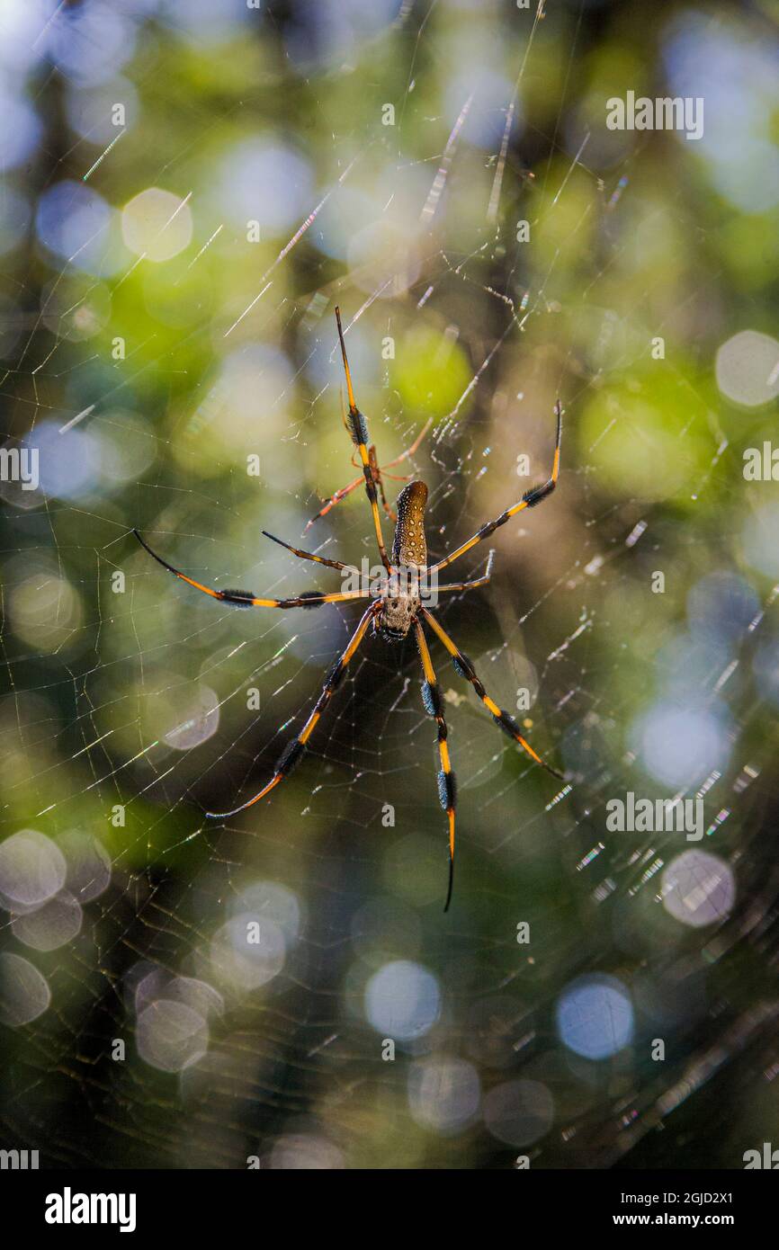 Ein großer weiblicher Goldseide-Orb-Weber mit Netz. Das Männchen ist klein. Stockfoto