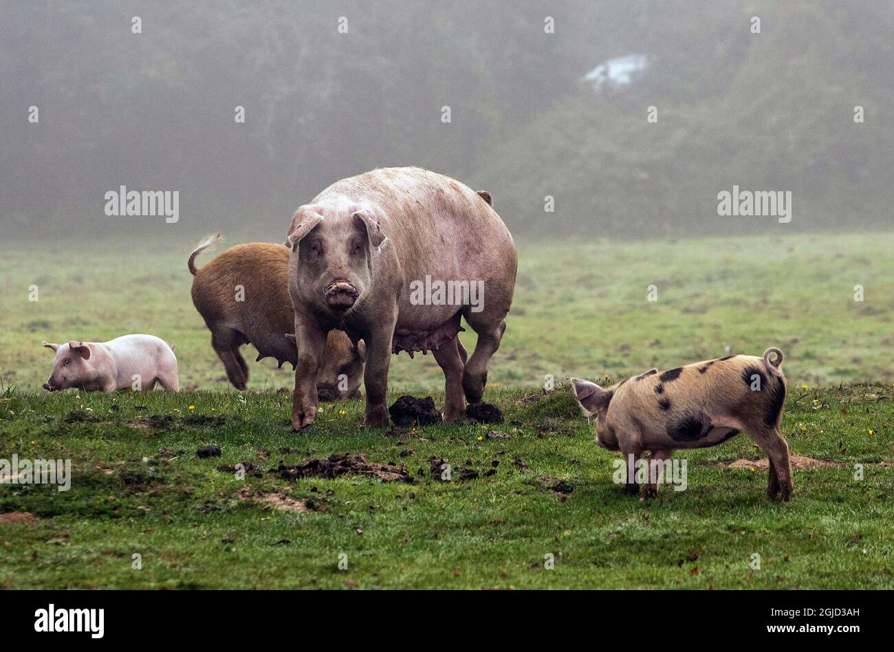 Schweine, die für die Pannage-Saison im Neuen Wald freigesetzt wurden, Verzehr von Eicheln, die für Ponys giftig sind Stockfoto