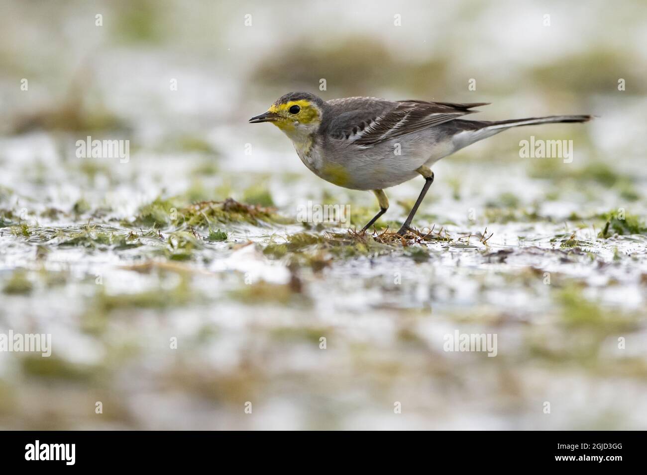 Citrine Wagtail, syn Grey-backed Wagtail(Motacilla citreola) Foto: Magnus Martinsson / TT / 2734 Stockfoto