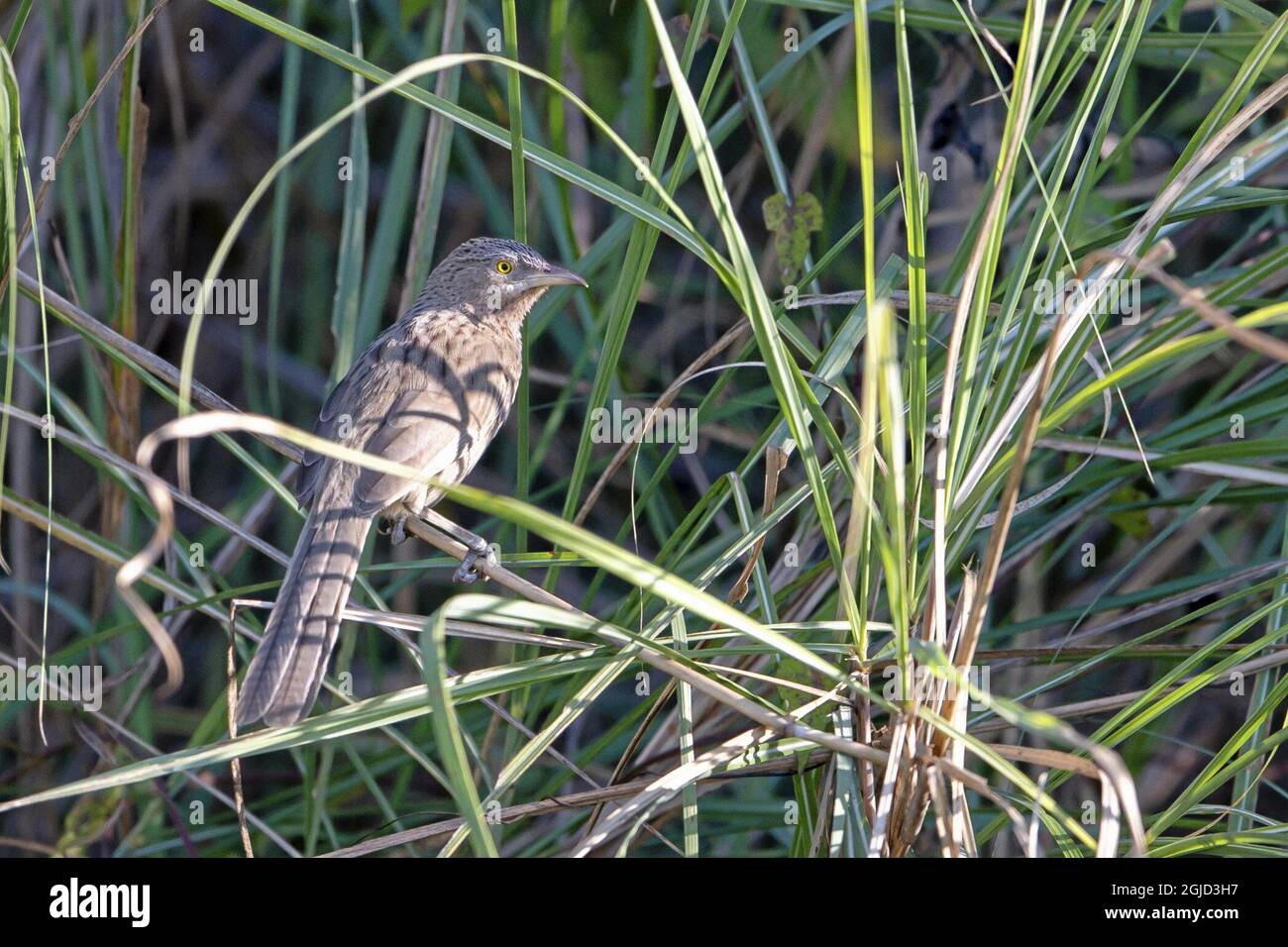 Gestreifte Babbler. (Argya earlei) Foto: Magnus Martinsson / TT / 2734 Stockfoto