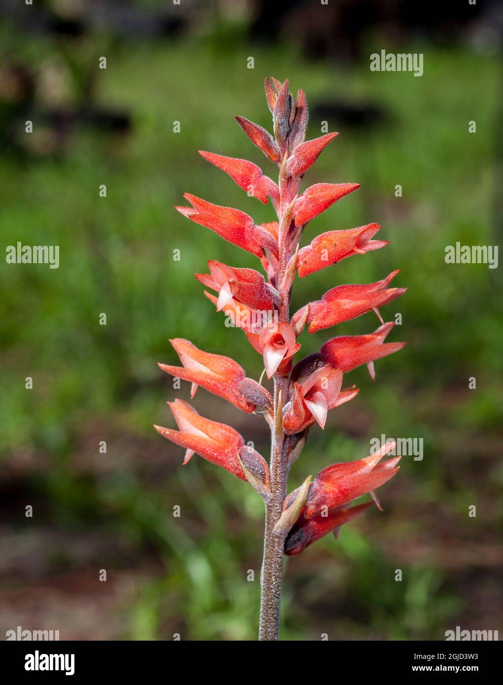 Eine blattlose Schnabelorchidee im Südwesten Floridas. Stockfoto