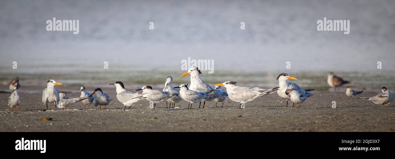 Zumindest versammeln sich an einem Strand in Florida königliche Seeschwalben und Sandwichseeschwalben. Stockfoto