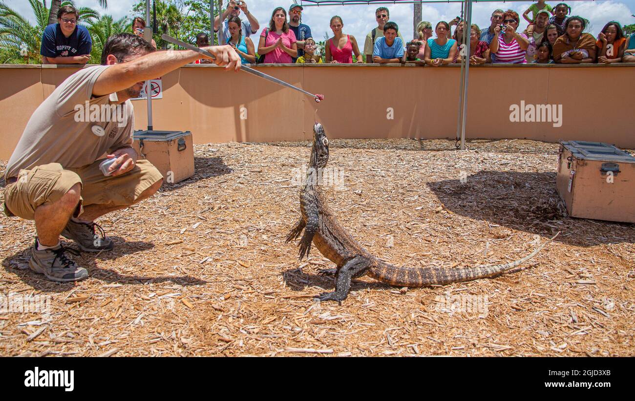 Ein Zoohüter füttert einen jungen comodo-Drachen. Stockfoto