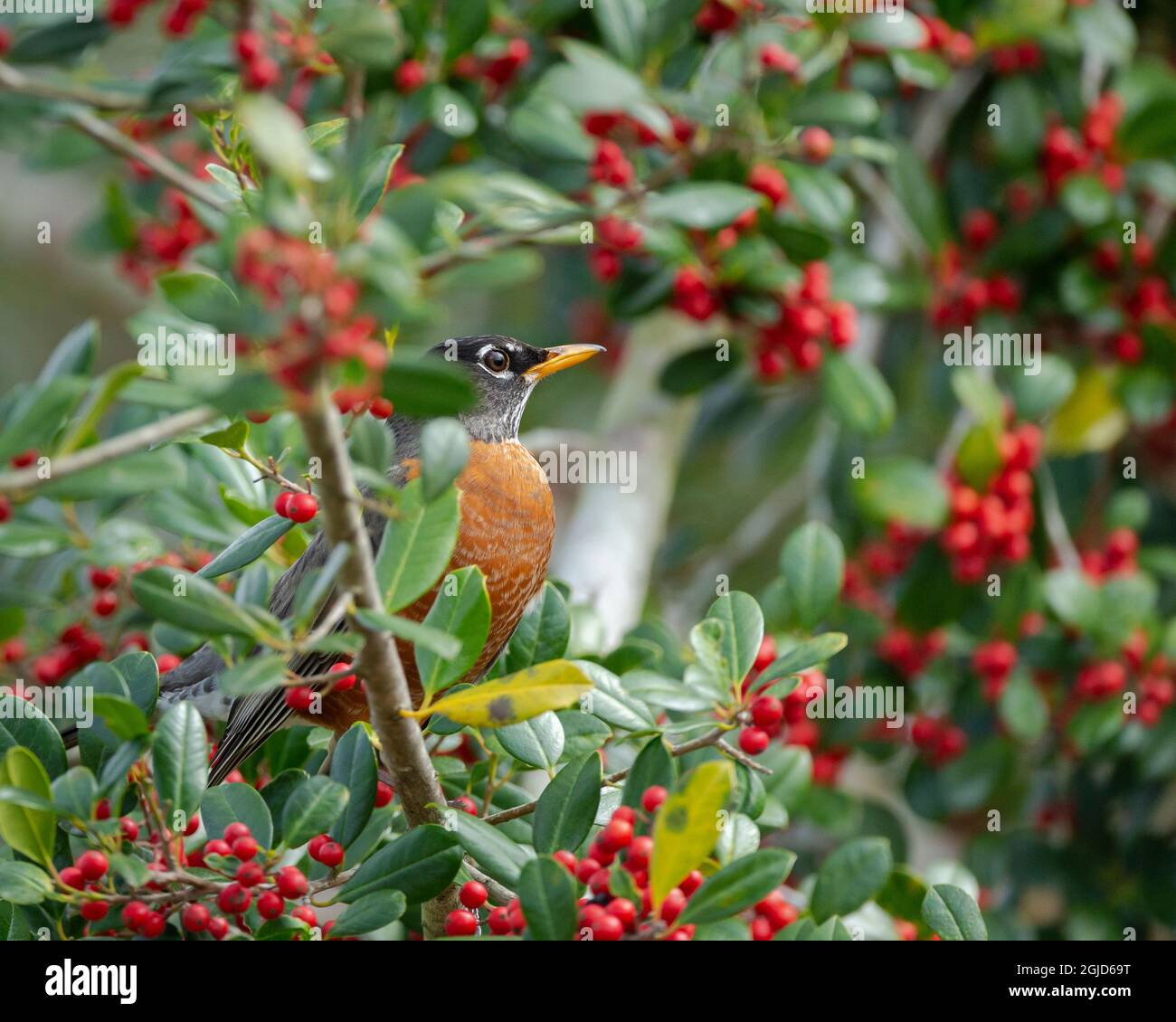 American Robin füttert auf Palatka Holly, Florida, USA. Stockfoto