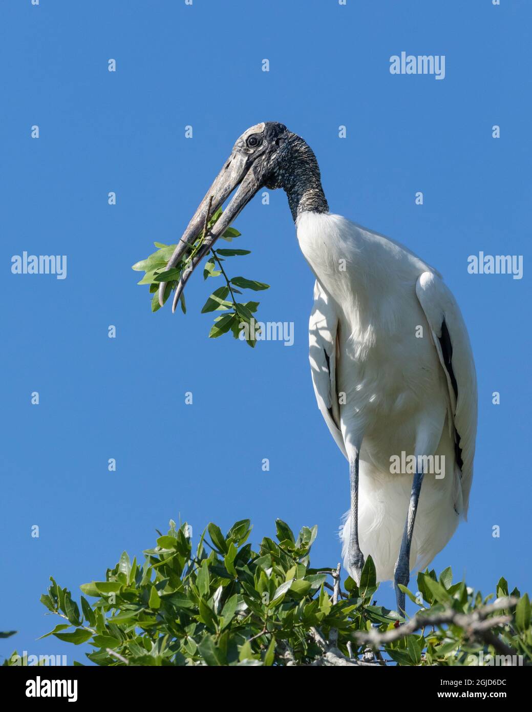 Holzstorch mit Nistmaterial, Florida Rookery. Stockfoto