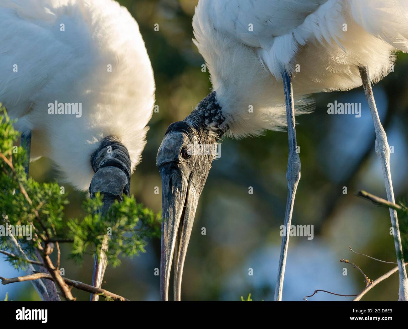 Holzstörche bauen Nest, Florida Rookery. Stockfoto