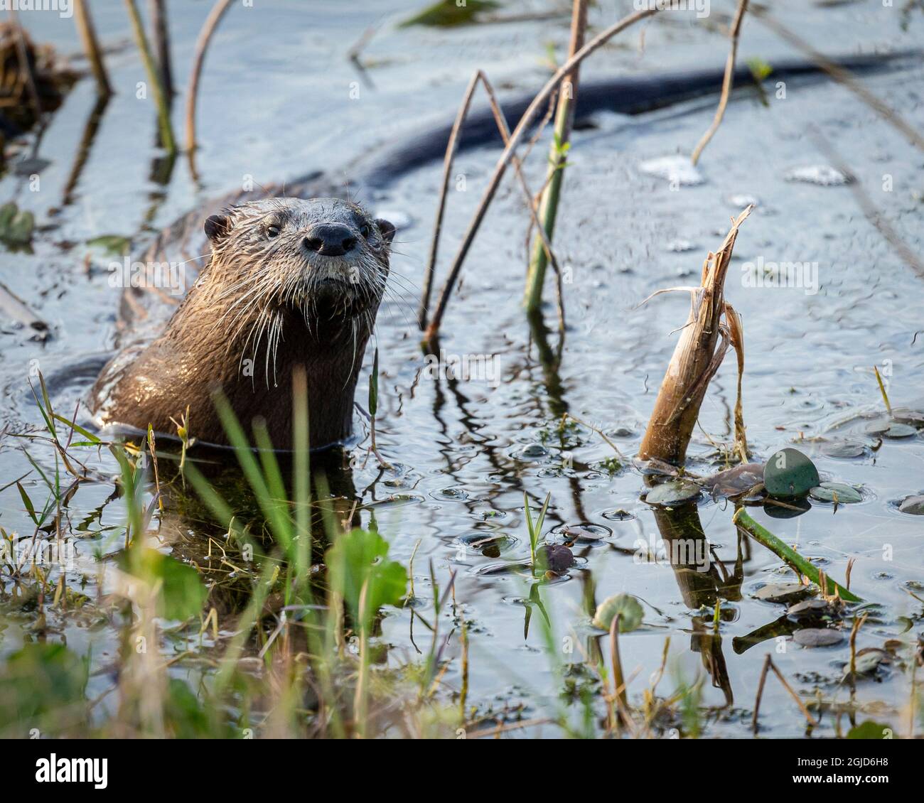 Otter, Orlando Wetlands, Florida Stockfoto
