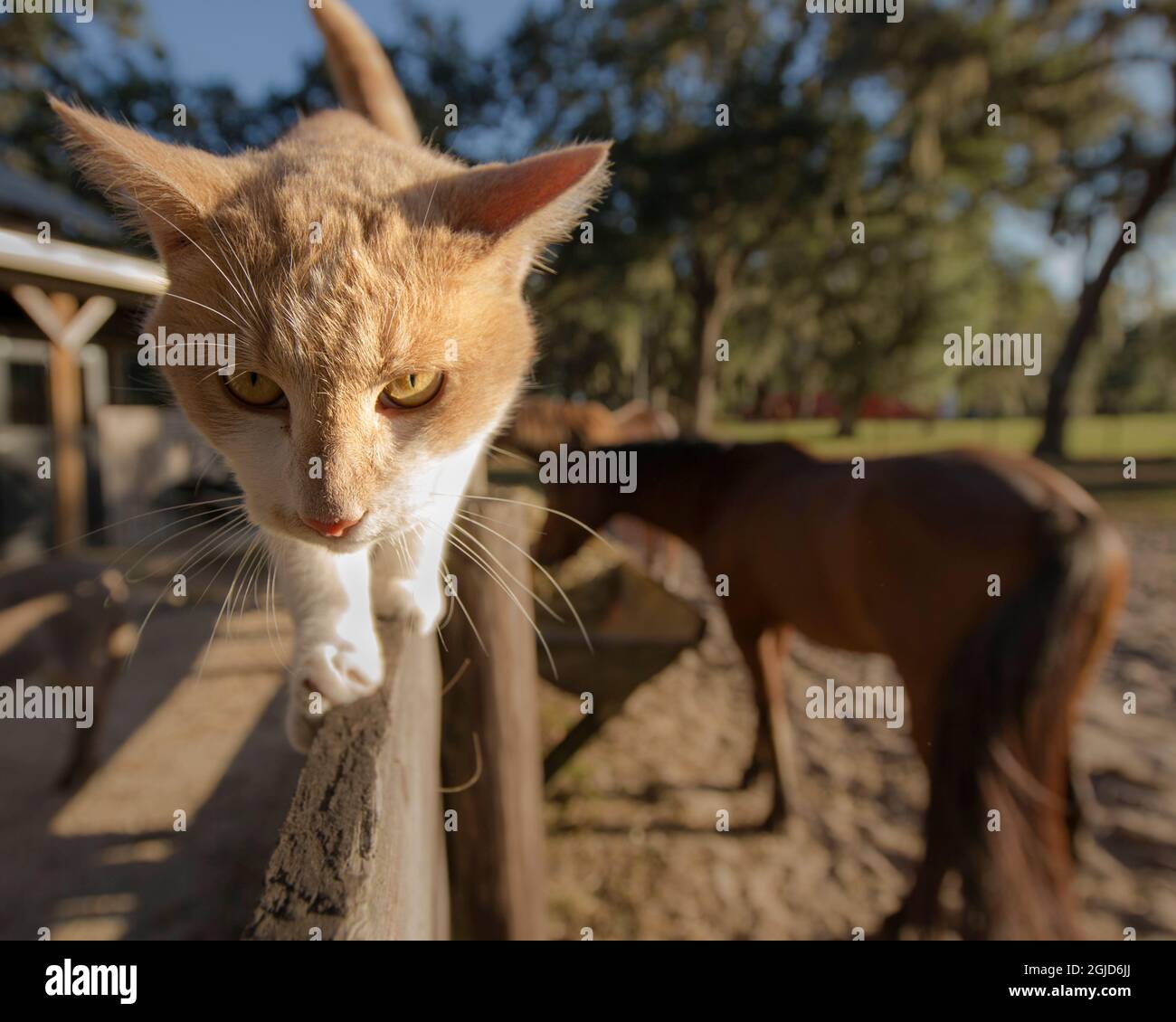 Farm Cat, Bushnell, Florida Stockfoto