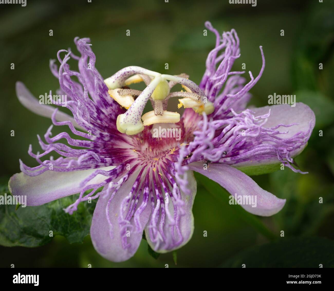 Violette Passionsblume, Passiflora incarnata ist das Larvenfutter für einheimische Schmetterlinge, wild, Florida. Ameisen betrachten Raupen als Beute. Stockfoto