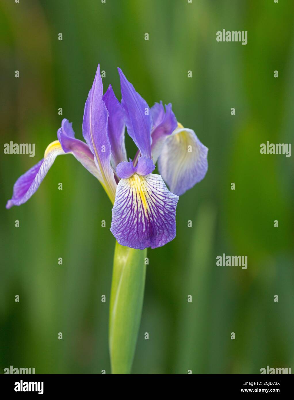Iris mit blauer Südflagge, Iris virginica, Loxahatchee National Wildlife Refuge, Florida Stockfoto