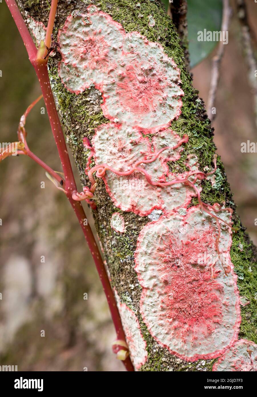 Baton Rouge Flechten, Everglades, Loxahatchee National Wildlife Refuge, Florida Stockfoto