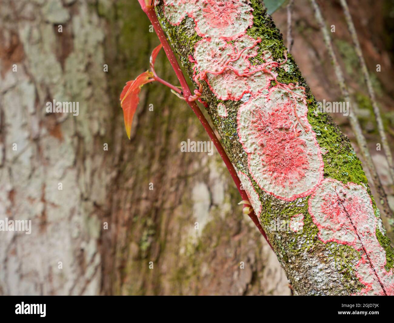 Baton Rouge Flechten, Everglades, Loxahatchee National Wildlife Refuge, Florida Stockfoto