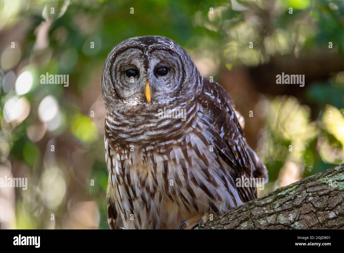 Eine Sperlingskauz, die in einem Baum thront und direkt darauf blickt Stockfoto