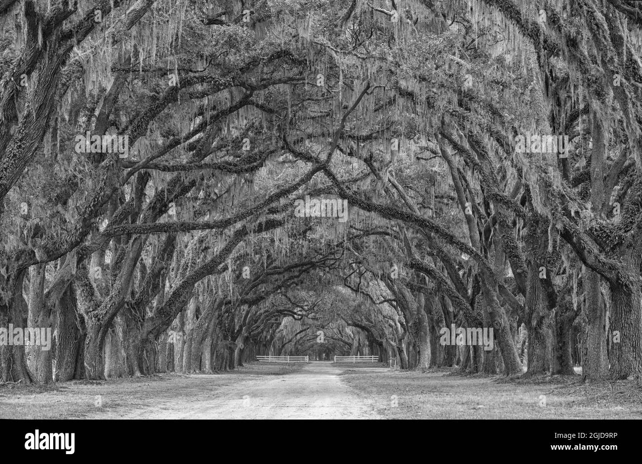 USA, Georgia, Savannah. Historische Wormsloe Plantation Moos bedeckte Eichen Meile lange Fahrt. Stockfoto