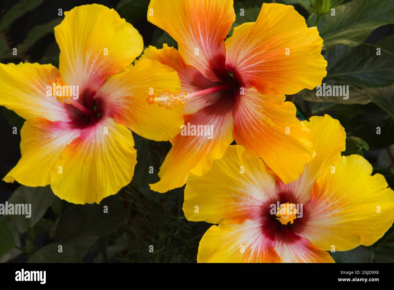 USA, Georgia, Savannah. Hibiskus blüht im Frühling. Stockfoto