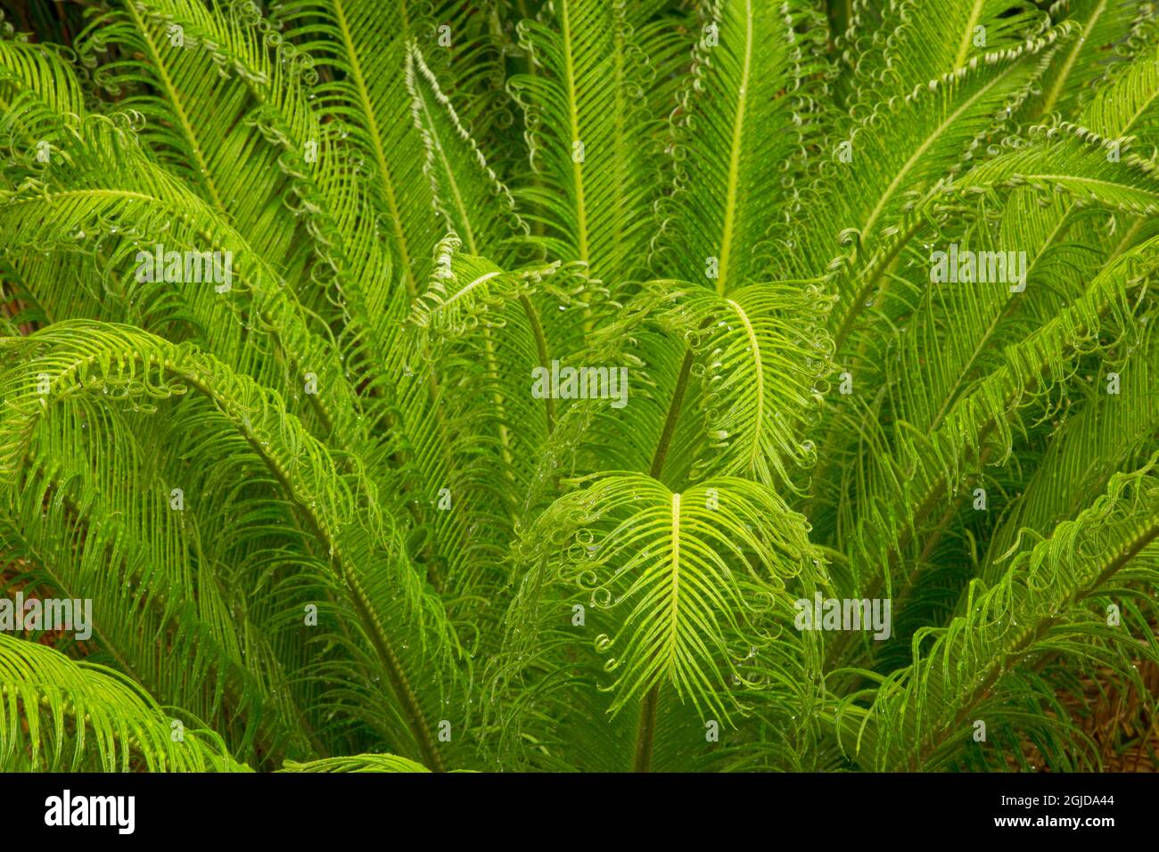 USA, Georgia, Savannah. Frühlingszungenpalme mit federndem Laub. Stockfoto