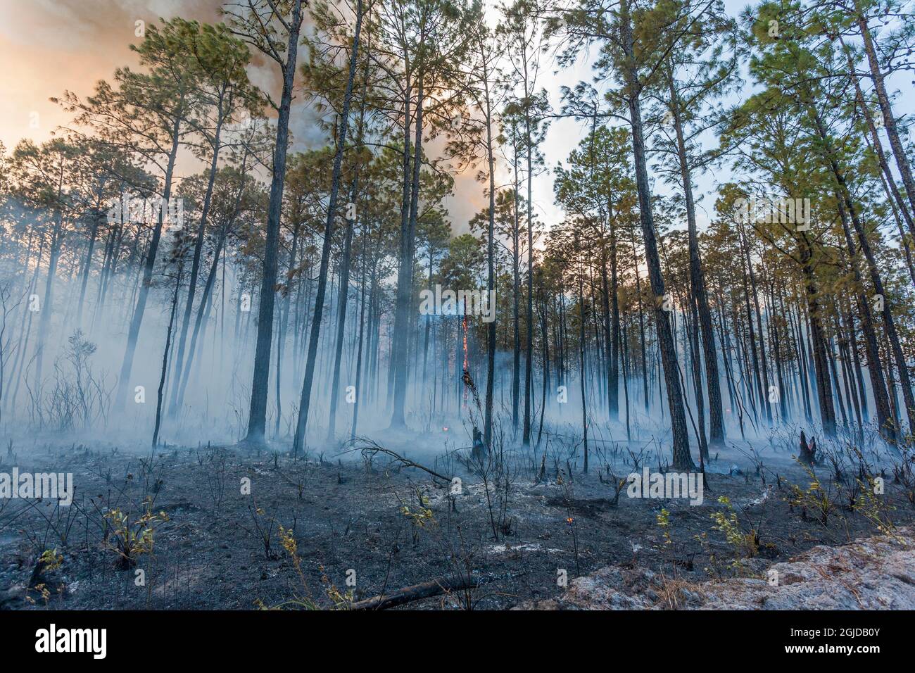 Waldbrand, meist Rauch. Stockfoto