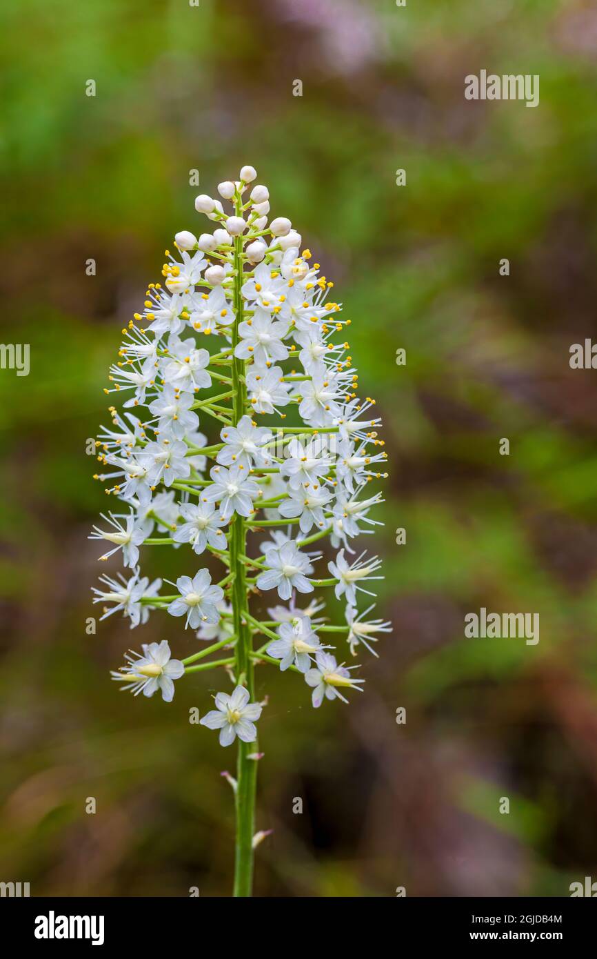 Wilde Hyazinthe ist eine einheimische Blume unter gut bewirtschafteten langblättrigen Kiefernwäldern in Georgien. Stockfoto