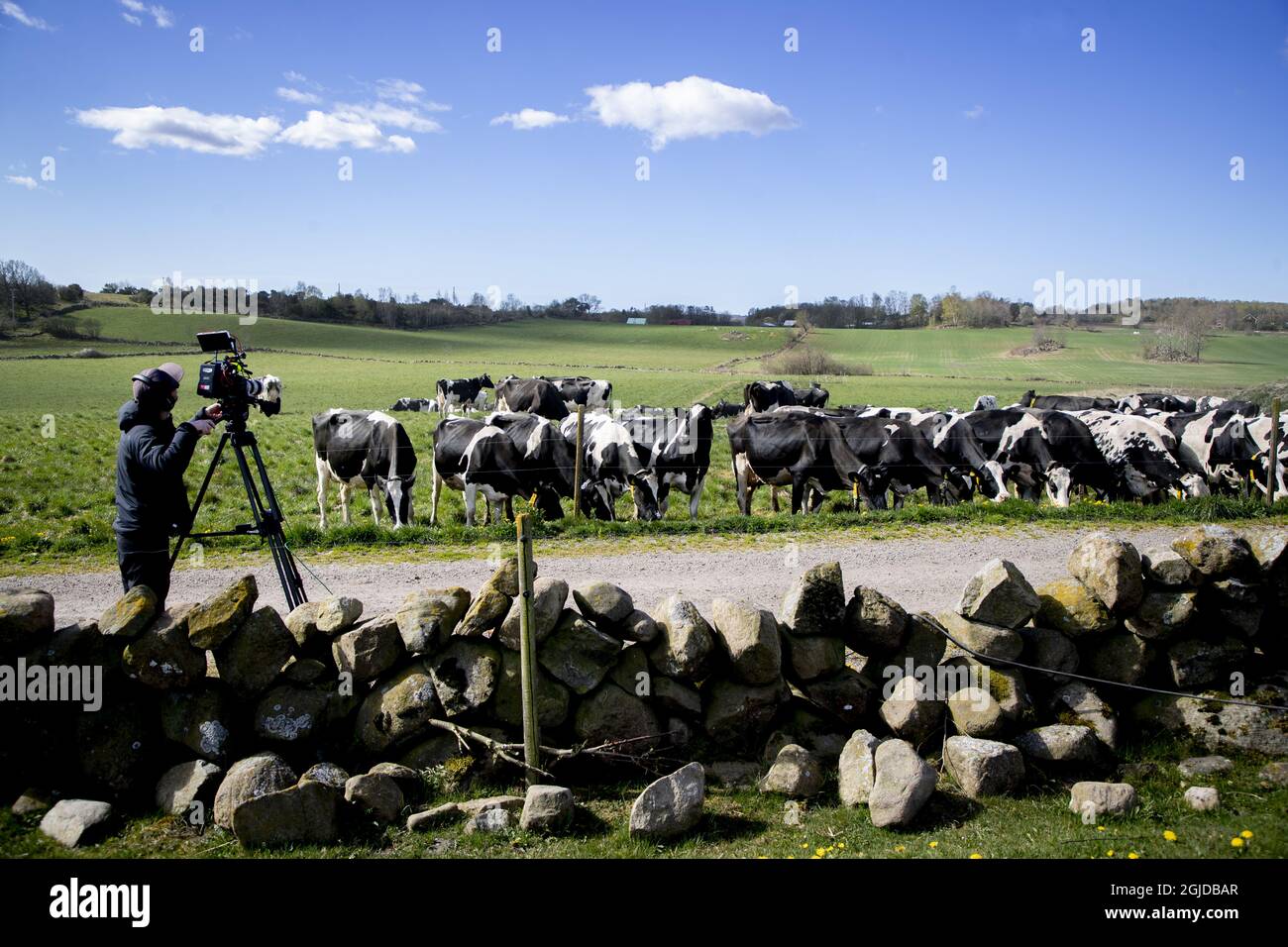 Kuh- oder Weidefreisetzung auf dem Bauernhof Olasgard bei Varberg, Schweden 25. April 2020. Glückliche Kühe freuen sich, wenn sie nach sechs langen Monaten im Stall endlich auf frischem Gras knabbern und die luftige Außenbrise wieder spüren können. Die Frühjahrskuhfreisetzung ist in der Regel ein jährliches Familienereignis auf vielen Höfen in Schweden, aber dieses Jahr kann das Publikum aufgrund der Coronavirus-Pandemie das Ereignis im Internet verfolgen. Foto Adam Ihse / TT / Kod 9200 ** OUT SWEDEN *** Stockfoto