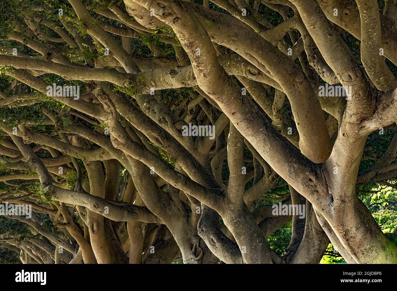 Baummuster, National Memorial Cemetery of the Pacific, besetzt den größten Teil des Punchbowl Crater, Oahu, Hawaii. Stockfoto