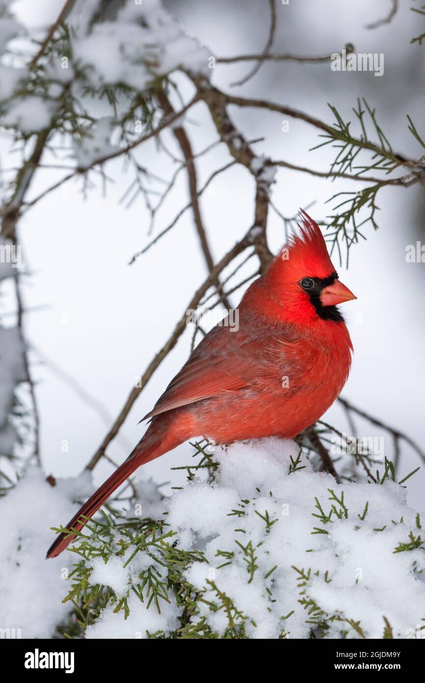 Männlicher nördlicher Kardinal im Wacholderbaum im Winter. Marion County, Illinois, USA. Stockfoto