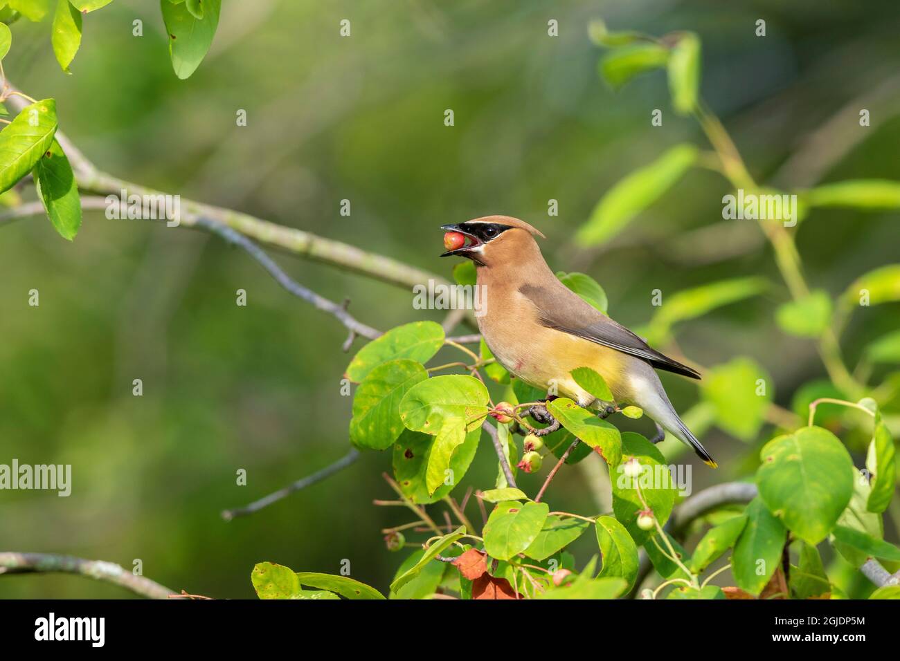 Cedar Waxwing (Bombycilla cedrorum)Beere im Dienstbeerenbusch essen Stockfoto