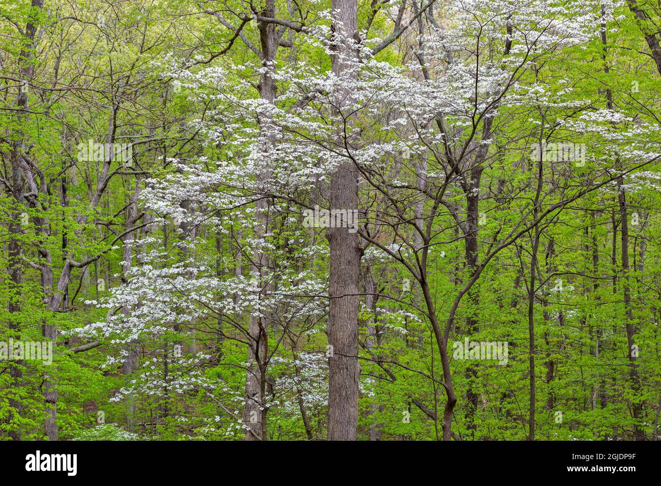 Blühender Dogwood Tree (Cornus florida) im Frühling Stephen A. Forbes St. Park. Stockfoto