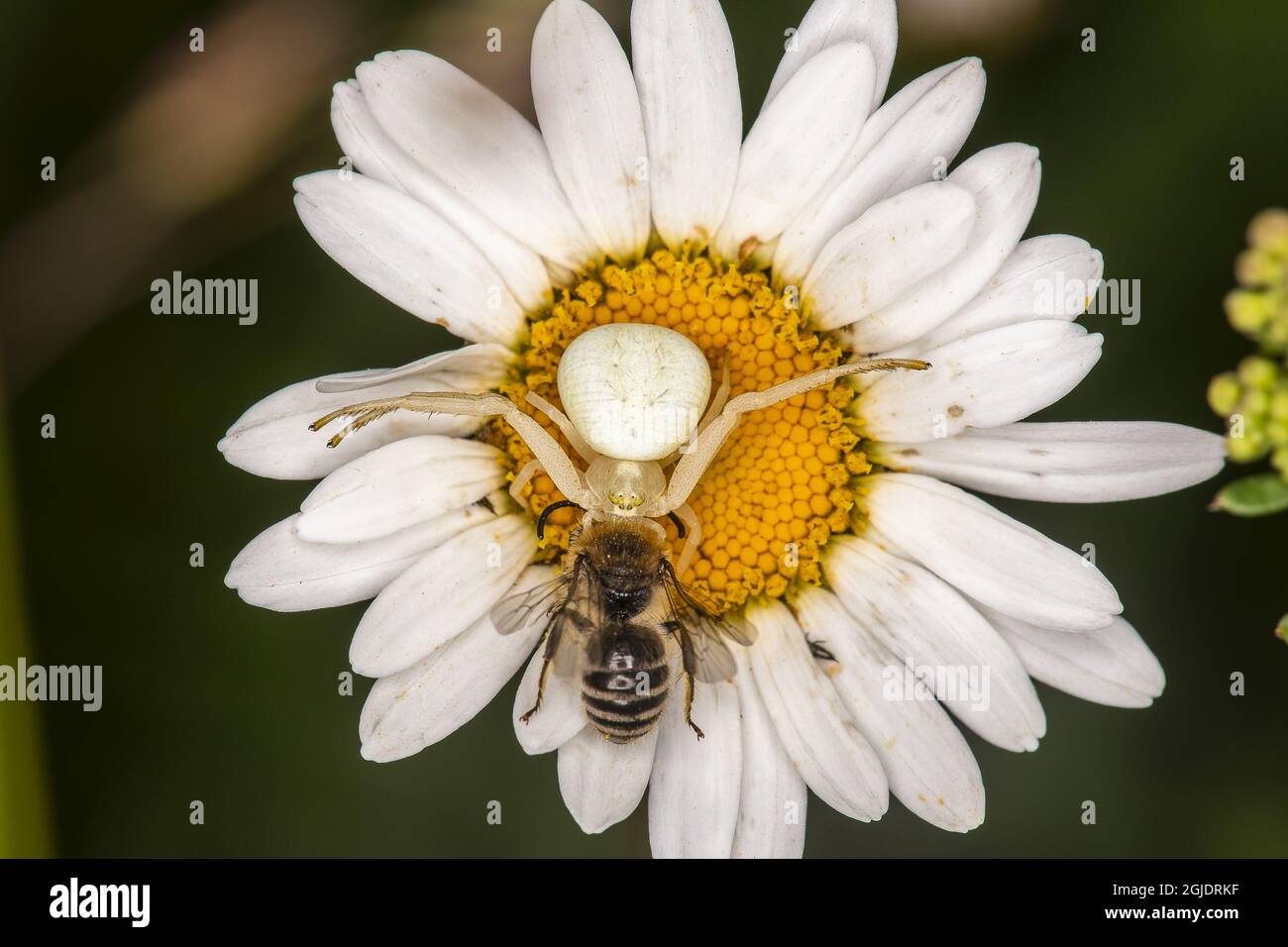 Krabbenspinne (Misumena vatia) mit Gipsbiene (Colletes daviesanus) auf (Leucanthemum vulgare) Foto: Ola Jennersten / TT / Code 2754 Stockfoto