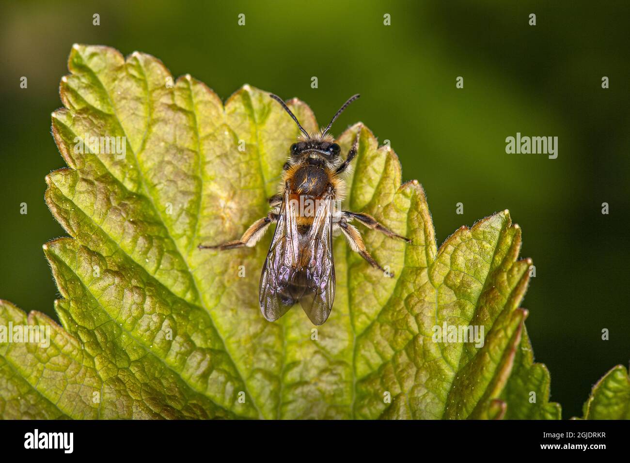 Bergbaubiene (Andrena helvola) schwarze Johannisbeere (Ribes nigrum) Foto: Ola Jennersten / TT / Code 2754 Stockfoto